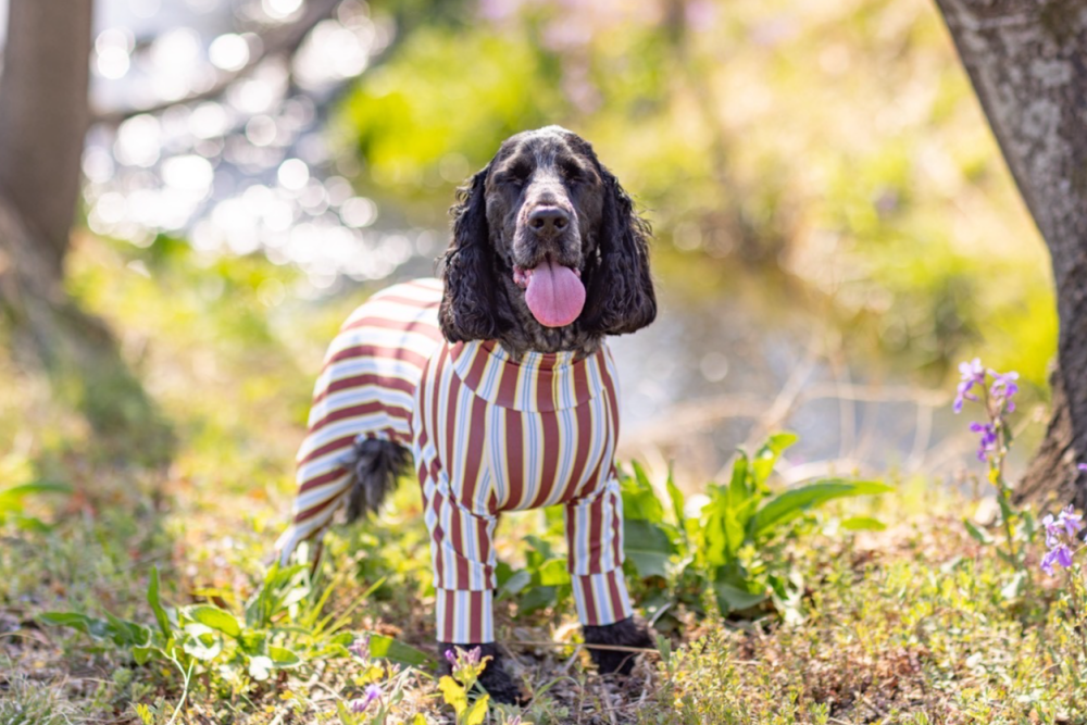 ADESOL 2026SS新作リリースのお知らせ