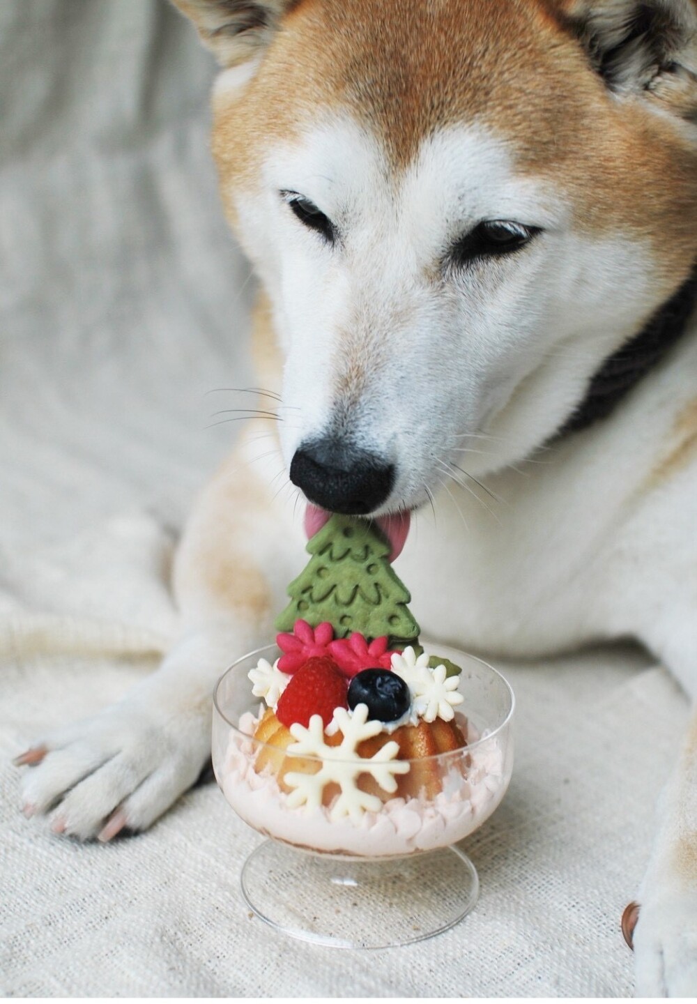 愛犬用クリスマスケーキご予約受付中！