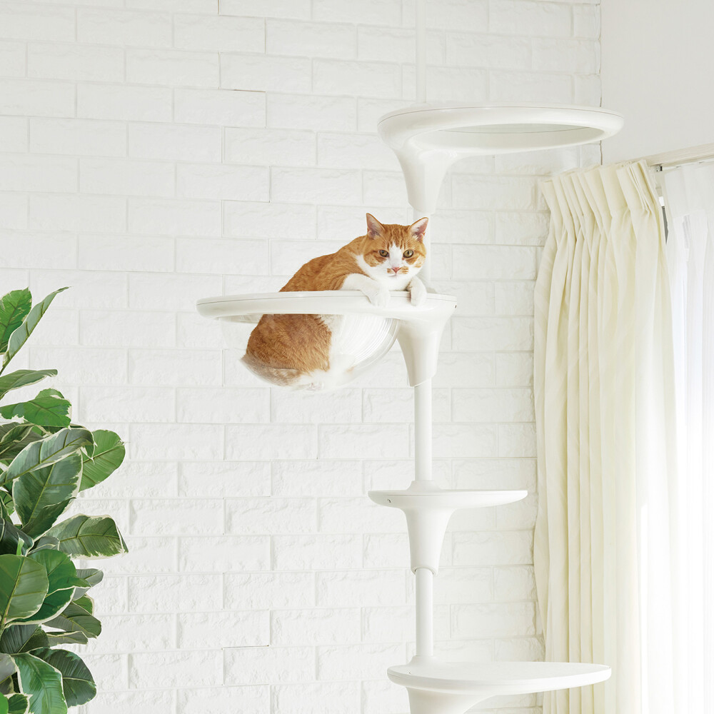 猫用アイテム特集