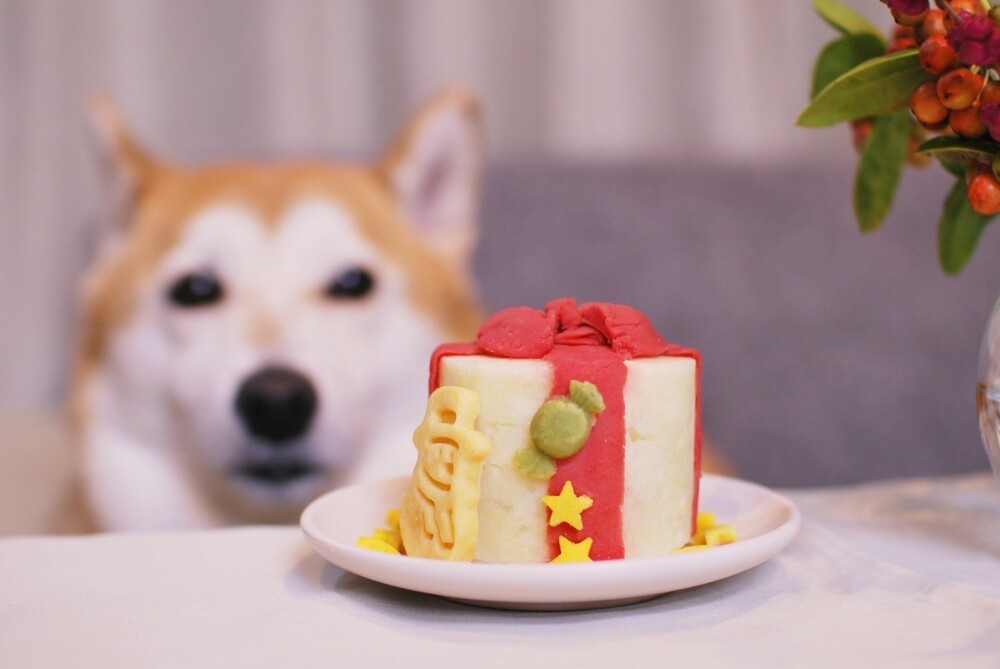 愛犬用 クリスマスケーキ
