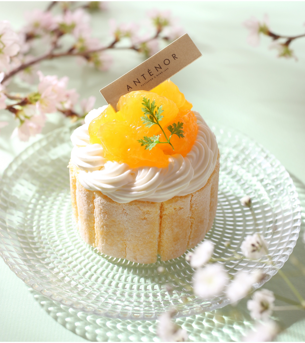 【アンテノール】🌸お花見スイーツ🌸清美オレンジのシャルロット