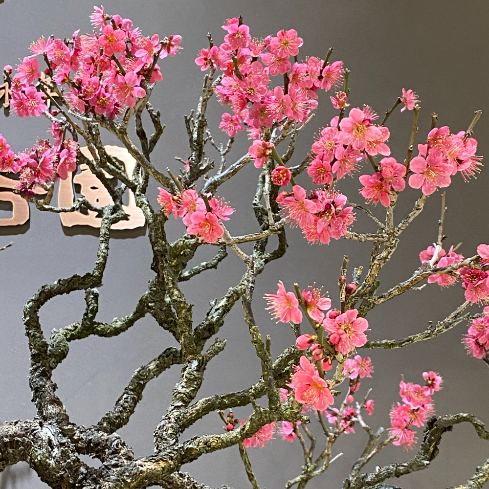 梅の香りが春を告げる