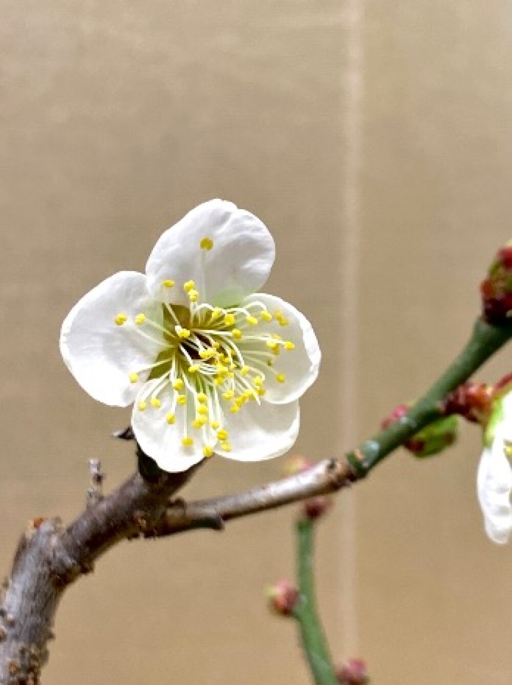 新しい年のはじまりに、やさしく寄り添う梅盆栽　