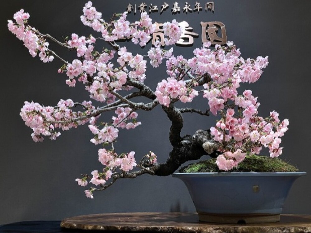 一足先に開花宣言