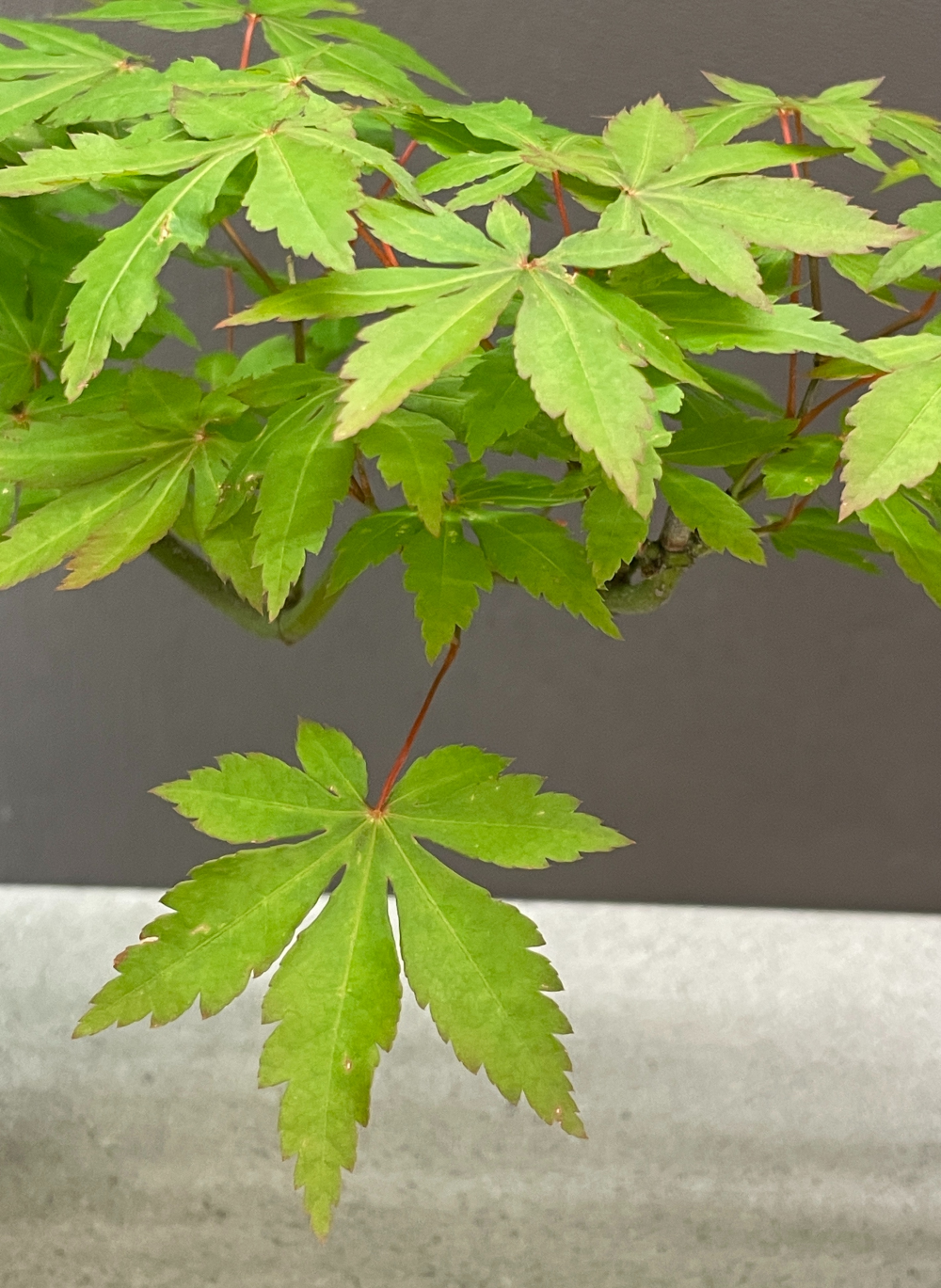 【お子さま向け】土から作るモミジ盆栽の苗木作り体験