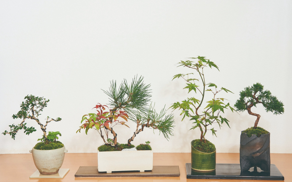 ～彩花盆栽教室で心通う～