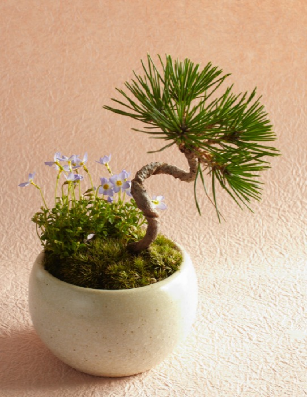 彩花盆栽教室　体験講座