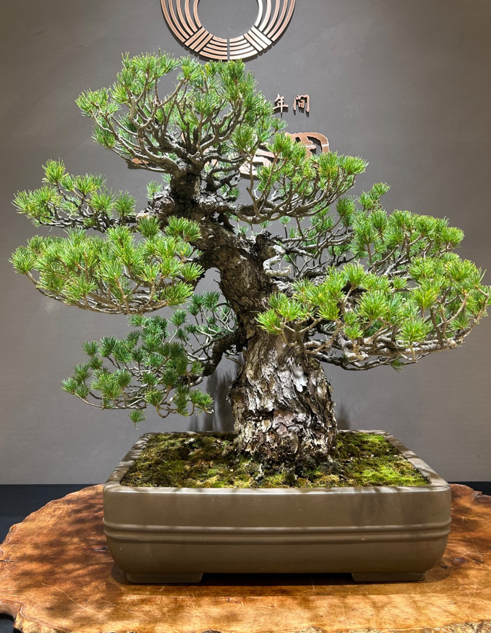 はじめての盆栽鑑賞