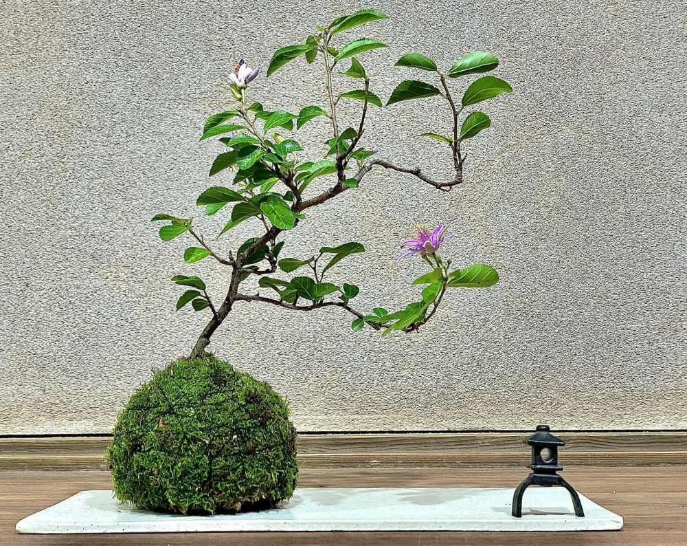 涼を演出　苔玉づくり体験