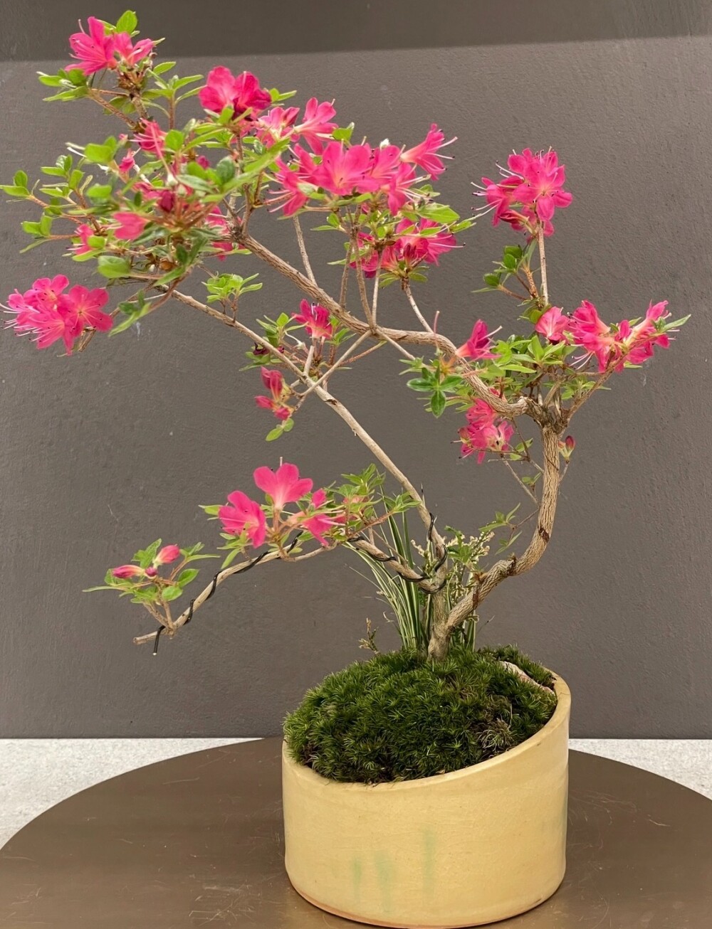 盆栽清香園　素材が選べる盆栽ワークショップ