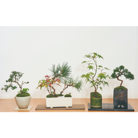 彩花盆栽教室で心通う～ | 清香園 | 大丸東京店公式 SHOP BLOG