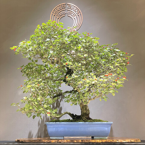 実ものの秋 | 清香園 | 大丸東京店公式 SHOP BLOG