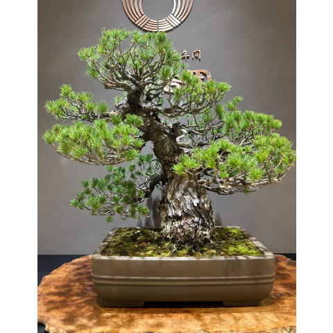 はじめての盆栽鑑賞 | 清香園 | 大丸東京店公式 SHOP BLOG