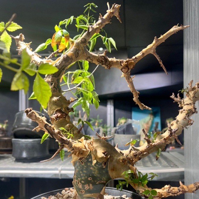  【本日オープン】塊根植物専門店　「KANIK（カニック）」