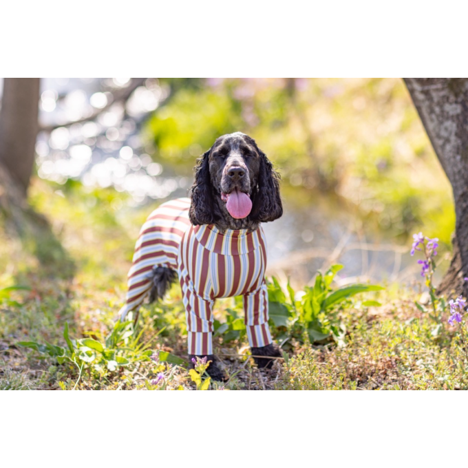 ADESOL 2026SS新作リリースのお知らせ