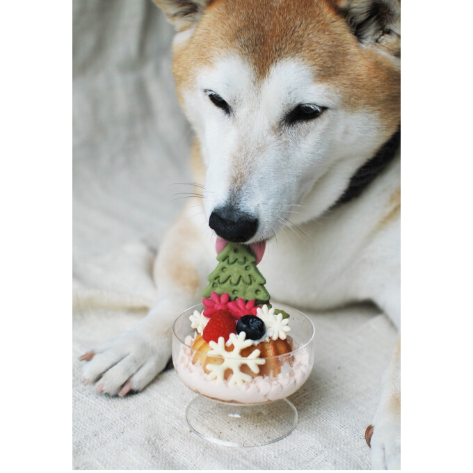 愛犬用クリスマスケーキご予約受付中！