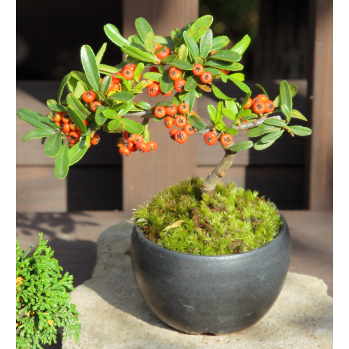 【10月体験教室】秋の実りを楽しむ「ピラカンサス」の彩花盆栽づくり