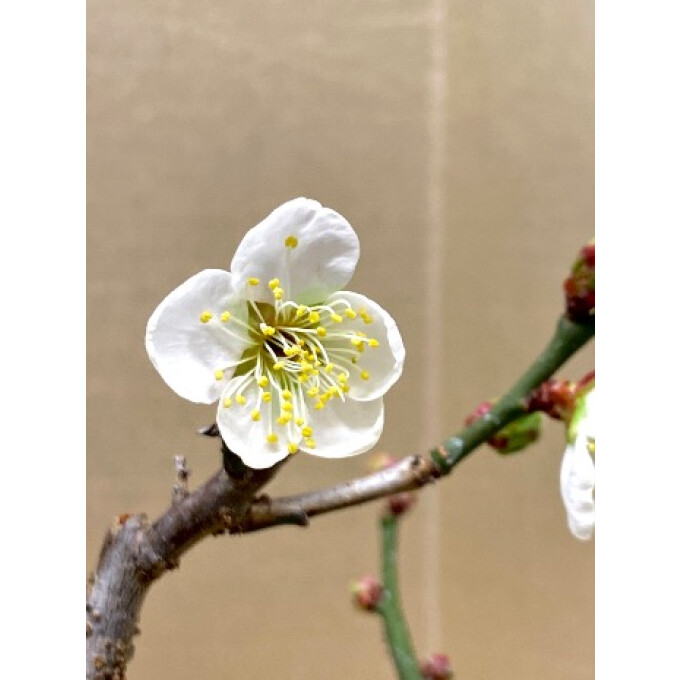 新しい年のはじまりに、やさしく寄り添う梅盆栽　