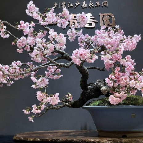 一足先に開花宣言