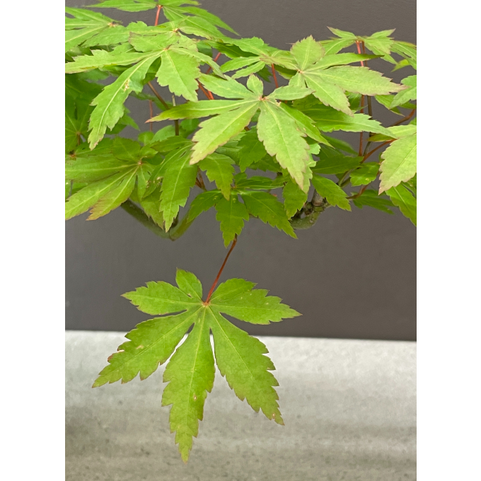 【お子さま向け】土から作るモミジ盆栽の苗木作り体験