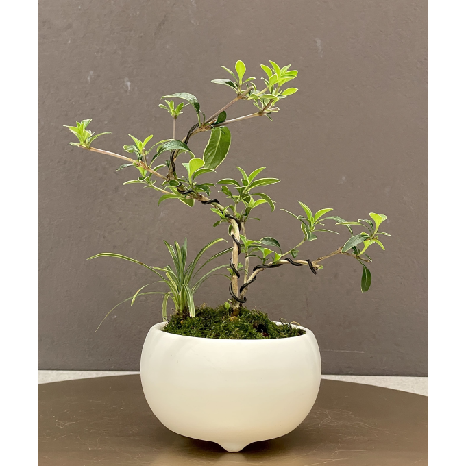 彩花盆栽教室　体験講座