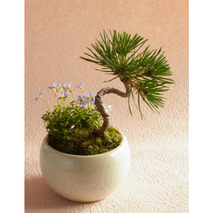 彩花盆栽教室　体験講座