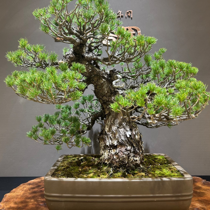 はじめての盆栽鑑賞