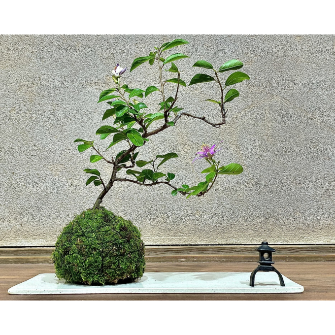 涼を演出　苔玉づくり体験