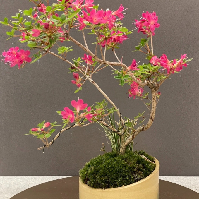 盆栽清香園　素材が選べる盆栽ワークショップ