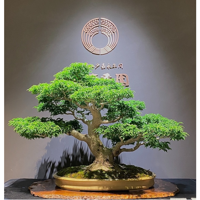 盆栽清香園 1周年記念特別イベントのご案内