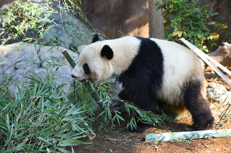上野動物園】双子のパンダ、すくすく成長中！ | 上野が、すき。