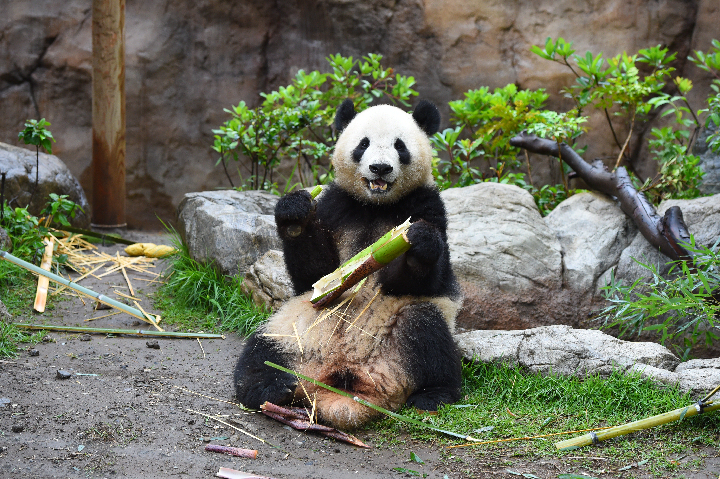 【上野動物園】ジャイアントパンダの様子 | 上野が、すき。