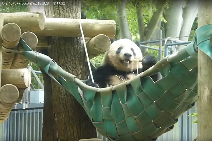 上野動物園 シャンシャン3歳記念企画公開！ | 上野が、すき。