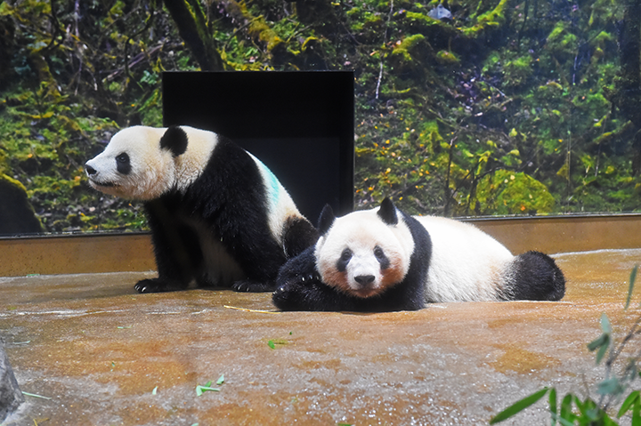 上野のパンダ c2b03f4b.png
