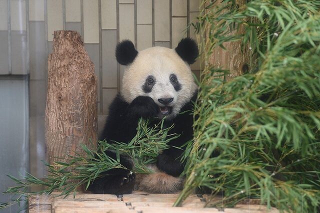 上野　動物園　パンダ　写真集　すくすく、シャンシャン　限定品 アルバム cf490de4.jpg