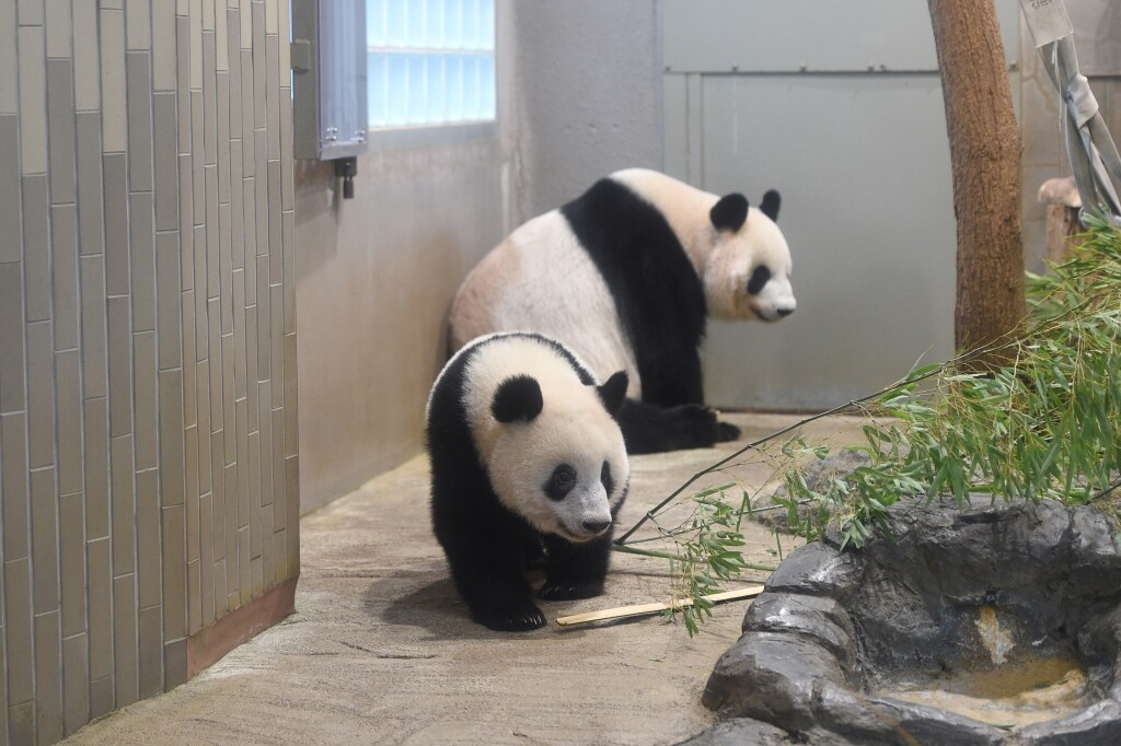パンダのシャンシャンが日齢419日を迎えました | 上野が、すき。