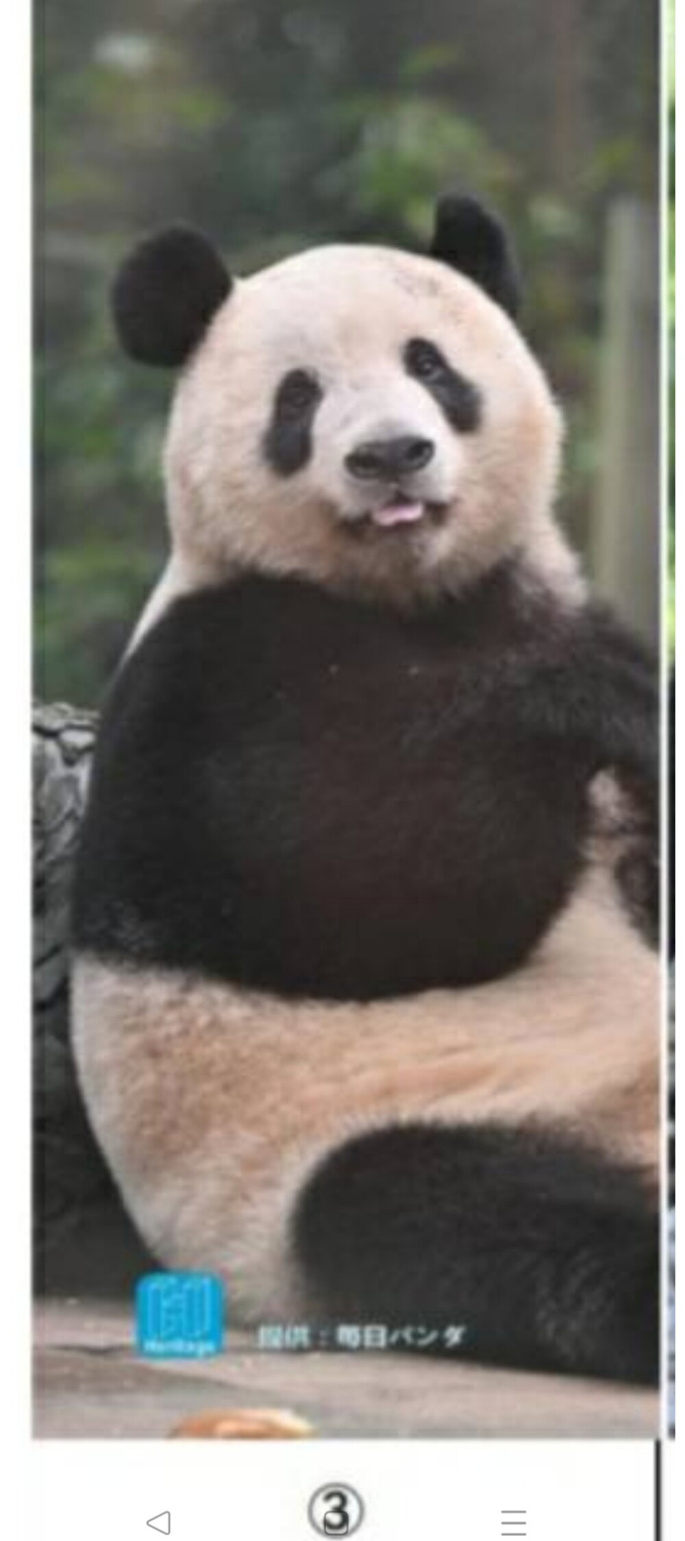 ☆〈ヘリテイジ〉速報‼️お客様からの強いご要望で急遽パンダ🐼抱き枕追加入荷🎀