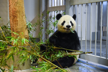 【上野動物園】リーリーとシンシンの検疫作業が順調に進んでいます 