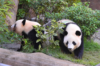 上野動物園のジャイアントパンダたちの様子