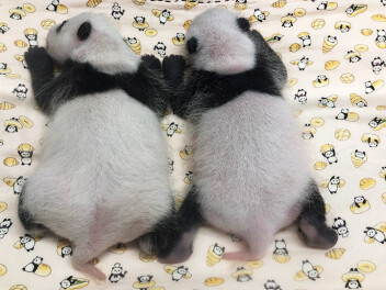 【上野動物園】双子の子パンダ、黒い毛が生えはじめ模様がくっきり！