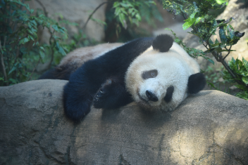 【上野動物園】双子のパンダ、すくすく成長中！