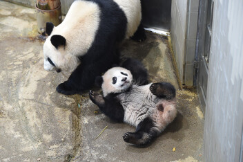 3月13日以降のシャンシャン＆シンシン観覧について