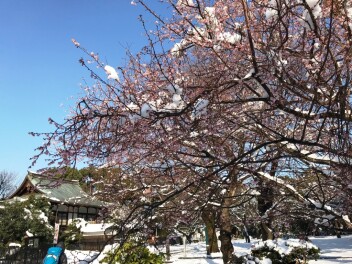 雪が積もる上野公園