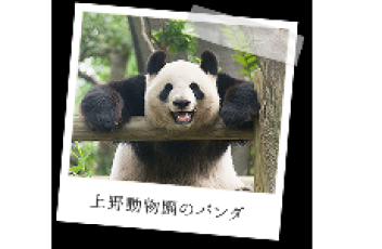 【速報】恩賜上野動物園のジャイアントパンダ「シンシン」出産