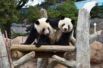 上野動物園のジャイアントパンダたちの様子