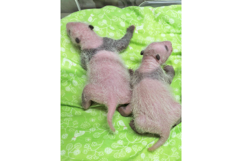 【上野動物園】2頭の子パンダ、体に模様が出て生育順調！