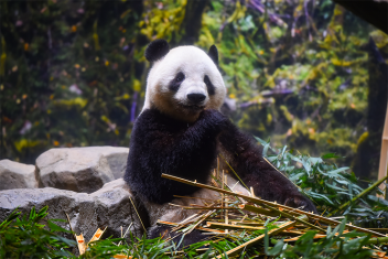 【上野動物園】双子のパンダ、すくすく成長中！
