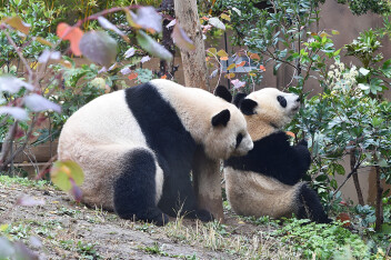 秋深まる上野動物園、パンダも元気に屋外へ
