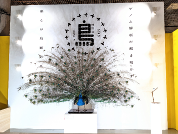 【国立科学博物館】特別展「鳥 ～ゲノム解析が解き明かす新しい鳥類の系統～」内覧会レポート 