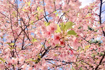 【上野公園、上野駅、おかちまちパンダ広場】桜イベント開催！